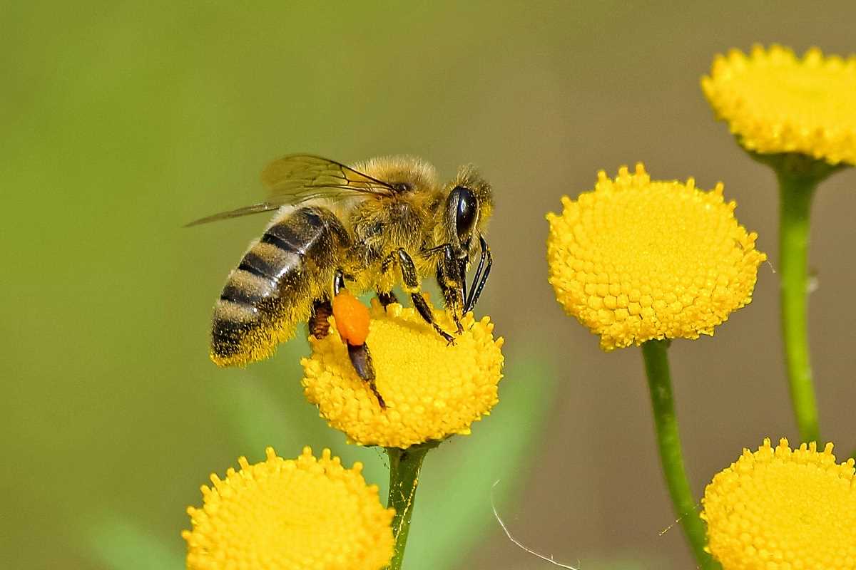 How Advanced Degrees in Environmental Science Shape Sustainable Career Goals